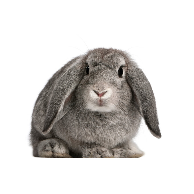 konijn-muursticker-groot-klein-goedkoop-kek-dieren