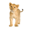 muursticker-leeuw-baby