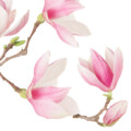 magnolia muurdecoratie bloem