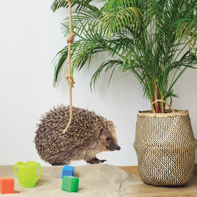 muursticker egel bosdieren kinderkamer jungle dieren groen urban