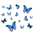 muursticker raamsticker vlinders blauw jongenskamer ideeen inspiratie vrolijk vogelbescherming
