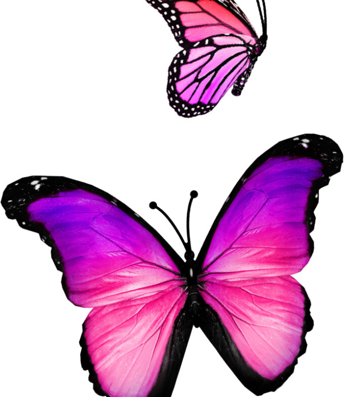 roze vlinders stickers meisjeskamer muurdecoratie