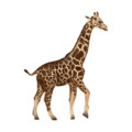 muursticker giraffe kinderkamer woonkamer