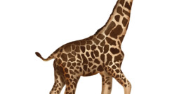 muursticker giraffe kinderkamer woonkamer