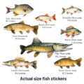 muursticker vissen wall sticker fish pike snoek zeelt voorn karper brasem snoekbaars zander trout forel carp roach voorn 2 witvis
